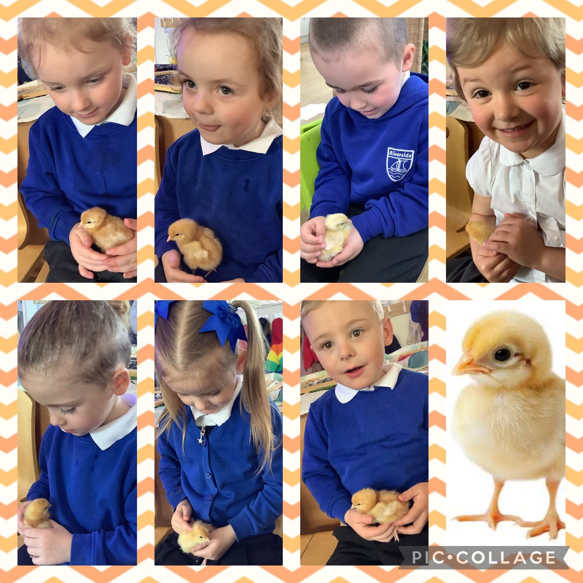 Riverside Acorns (@rps_acorns) on Twitter photo Acorns love taking care of our chicks and giving them plenty of cuddles! We are learning to look after living creatures and give them the best start in life. 🐥 <a href="/Riverside_Pri/">Riverside Primary</a> Acorns love taking care of our chicks and giving them plenty of cuddles! We are learning to look after living creatures and give them the best start in life. 🐥 <a href="/Riverside_Pri/">Riverside Primary</a>