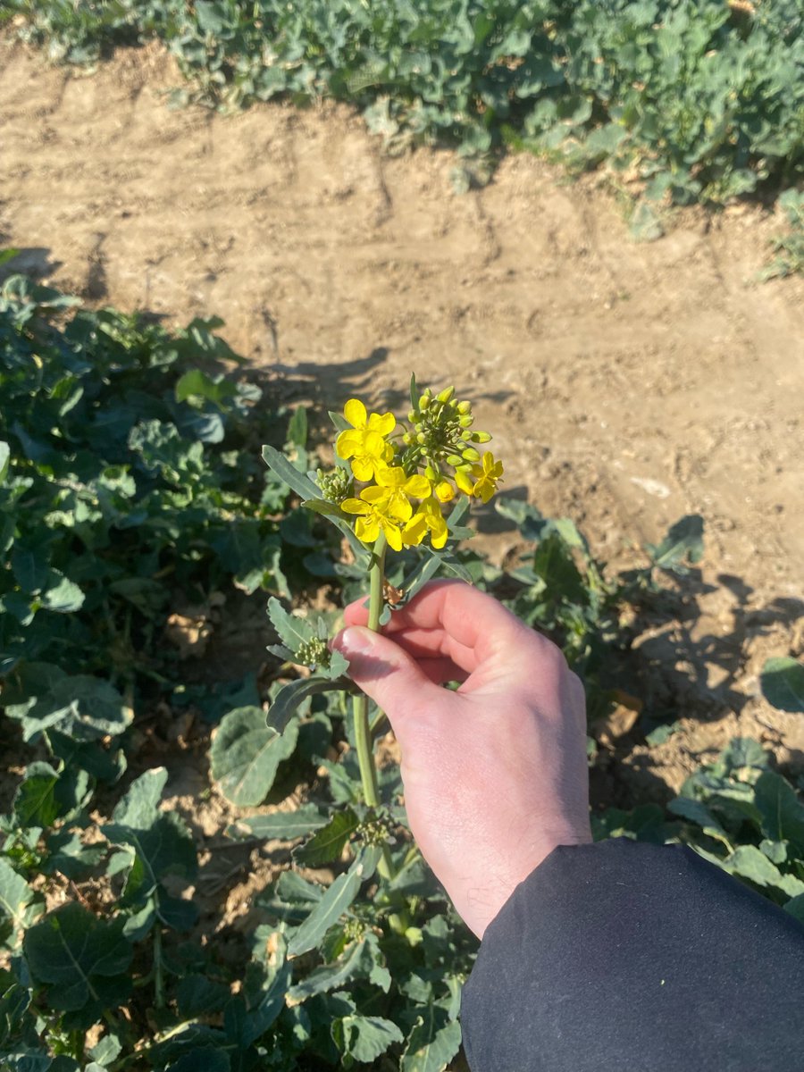 Groupe_ISSIPA's tweet image. Le #colza DK Exavance est déjà en fleur ☀️
Avec 13 jours d&apos;avance en moyenne cette variété attire les méligèthes pour les détourner des boutons floraux de la variété principale. Grâce à cette technique les méligèthes ne sont plus nuisibles donc plus besoin d&apos;intervenir !
