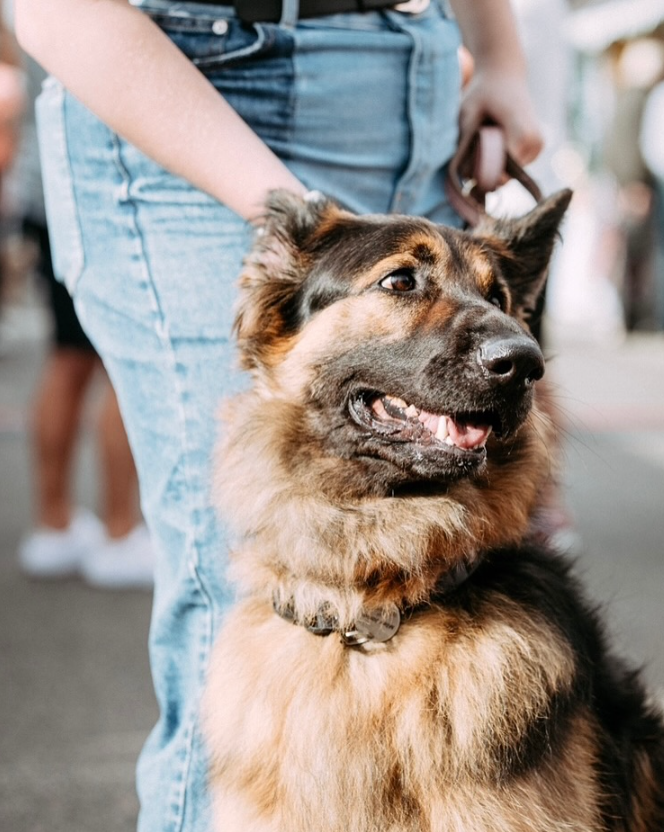 The countdown is on! 📷 Orchard Street Market returns to Gloucester Quays on 5th &amp; 6th April!📷
Bring your four-legged friends for a stroll through the outdoor stalls!🐾
See you there!
#OrchardStreetMarket #DogFriendlyMarket #GloucesterQuays #artisanmarket