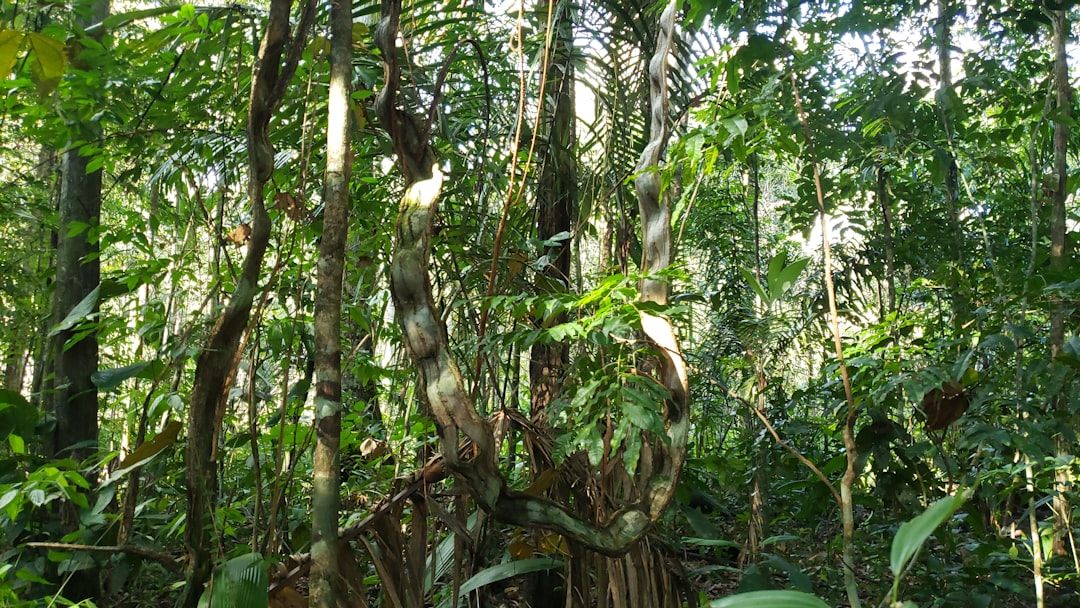 Red List of Ecosystems (@redlisteco) on Twitter photo #Amazon 🌡️🌱 Researchers found plant diversity drops 11% per degree of warming, offering a glimpse of how rising temps reshape ecosystems.
Read more 👇
sciencedaily.com/releases/2025/…
Via <a href="/ScienceDaily/">ScienceDaily</a> #Amazon 🌡️🌱 Researchers found plant diversity drops 11% per degree of warming, offering a glimpse of how rising temps reshape ecosystems.
Read more 👇
sciencedaily.com/releases/2025/…
Via <a href="/ScienceDaily/">ScienceDaily</a>