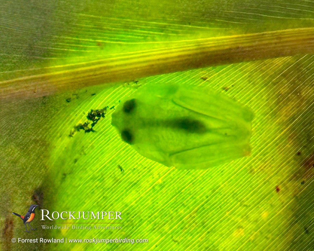 NEWS FROM THE FIELD! #RJNews - Forrest Rowland in costa Rica!

Of the 30+ species of herps we saw during the tour, these four were a treat to enjoy: Central American Eyelash Viper, Red-eyed Treefrog, Strawberry Poison Dart Frog and Chirripoi Glass Frog.

rockjumperbirding.com/tours/destinat…