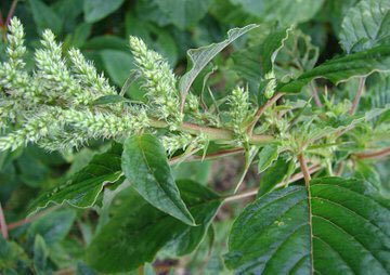 Men, if you or a relative is suffering from prostate enlargement, 100mls of boiled pigweed twice daily is one of the best solutions for you🍀