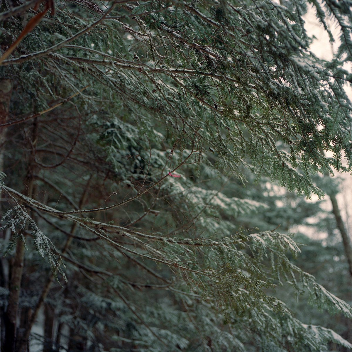 syuheiinoue's tweet photo. CN400 / Hasselblad 500cm https://t.co/an571BsxBF