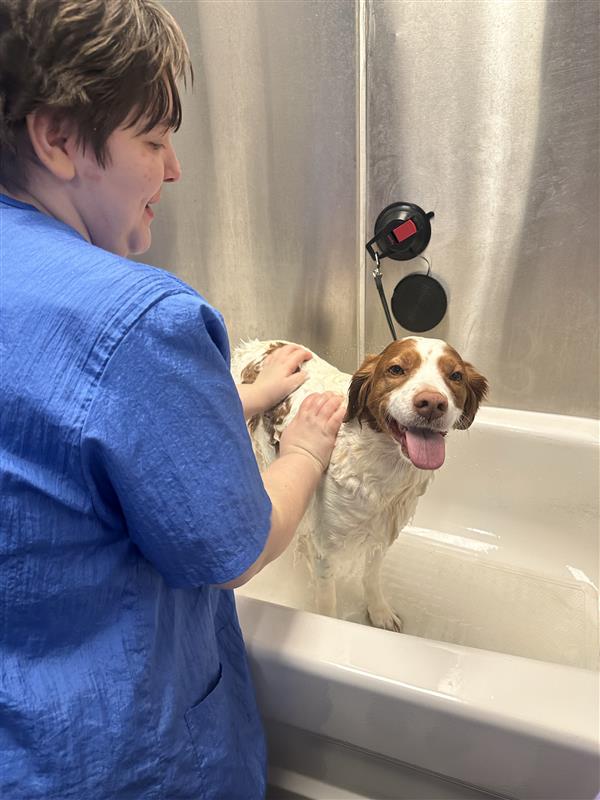 College isn't just classroom learning!  Check out some of our CICE students getting practical experience in a dog grooming lab and working reception at their placement 🙌