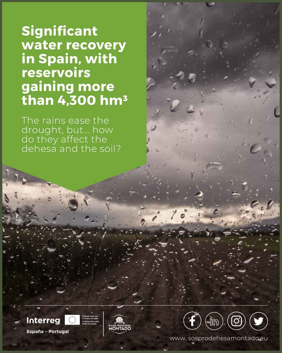 sosprodehesa's tweet image. 🌧️ The rains alleviate the drought, but... how do they affect the dehesa? 🌱
Challenges:
🌊 Soil erosion in areas with little vegetation cover
🔥 Increased risk of fires in summer due to biomass accumulation
🌿 Competition between species
👉Read more: sosprodehesamontado.eu/?p=2179&lang=en