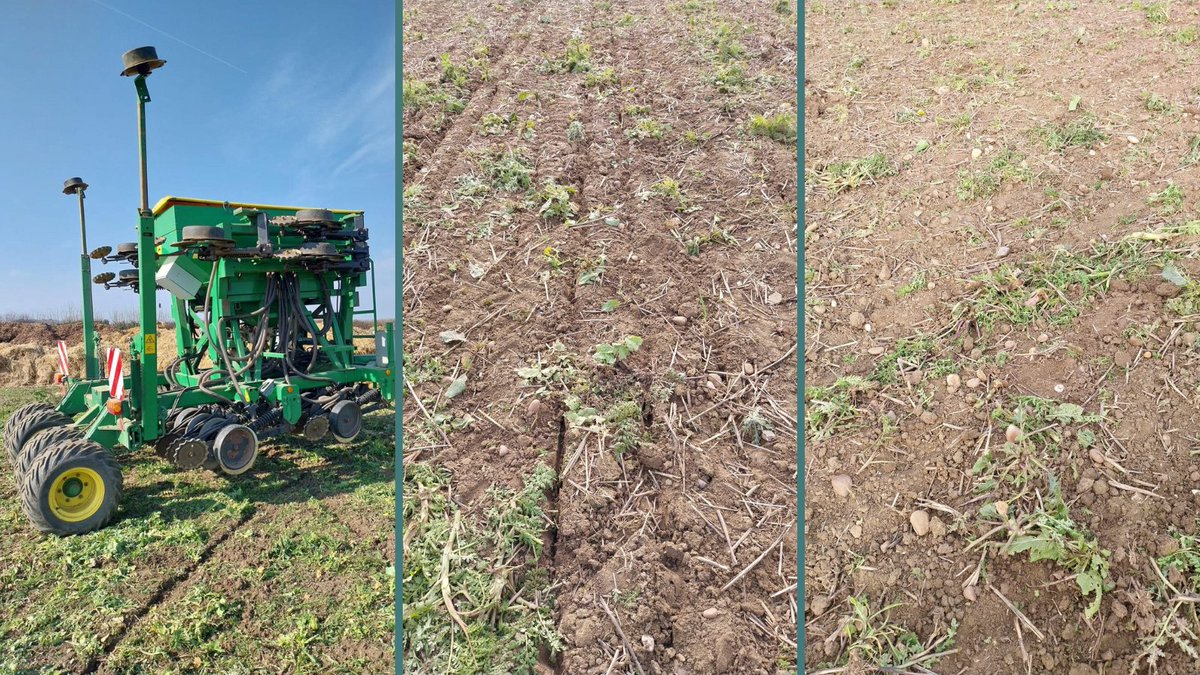 TerraFarmer_Ag's tweet image. Drilling #SpringBarley into cover crops with pre- and post-stubble raking to cover the slot🪱
Our advisors have been ‘walking the walk’ on #RegenerativeAgriculture for a number of years.
Find out more about our #Agronomy services👇
terrafarmer.co.uk/consultancy-se…
#regenerativefarming