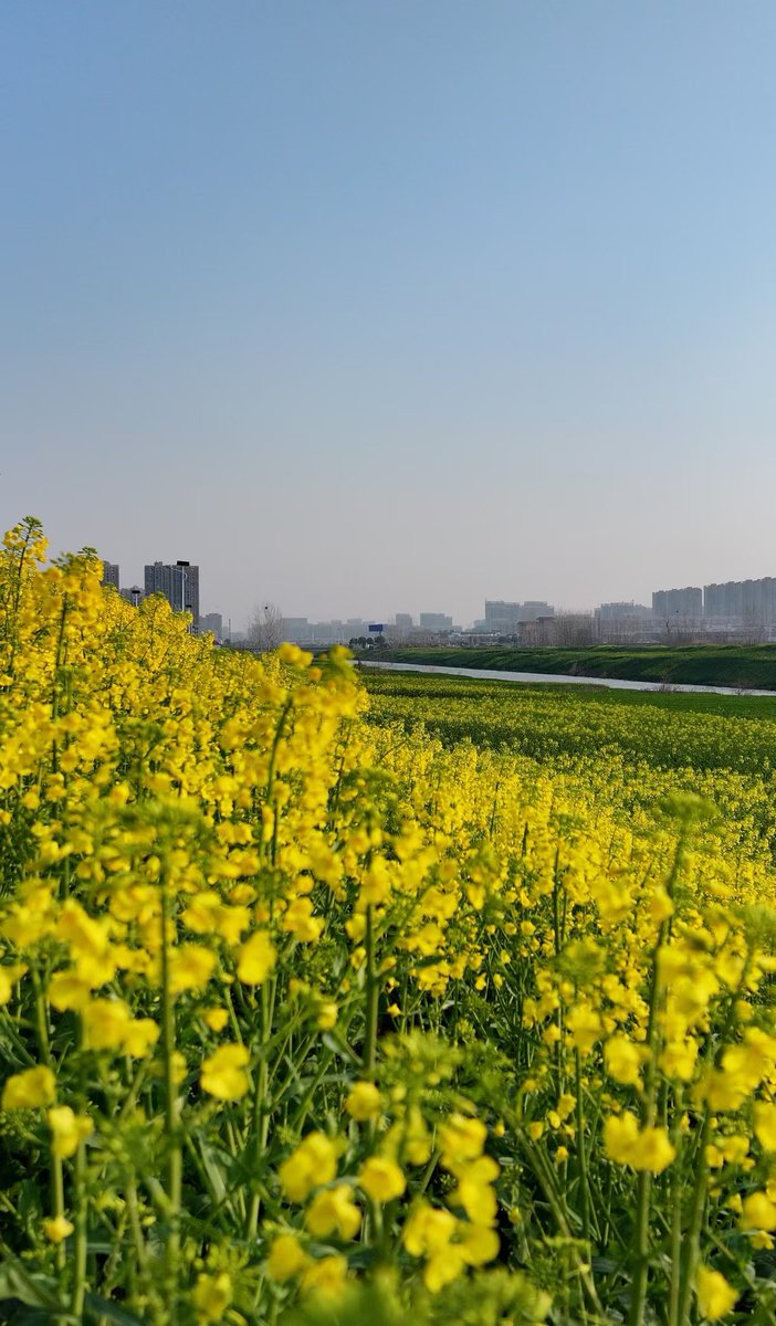 GuzhenC37467's tweet photo. 🌷🌼☘️What is this green and golden spectacle? Rapeseed flower fields! With gentle breezes, the golden flower sea resembles a flowing and breathtaking tapestry.
#SpringInAnhui #AnhuiTravel #GoodLifeinAnhui #MarvellousAnhu https://t.co/d8xsC3I6tF
