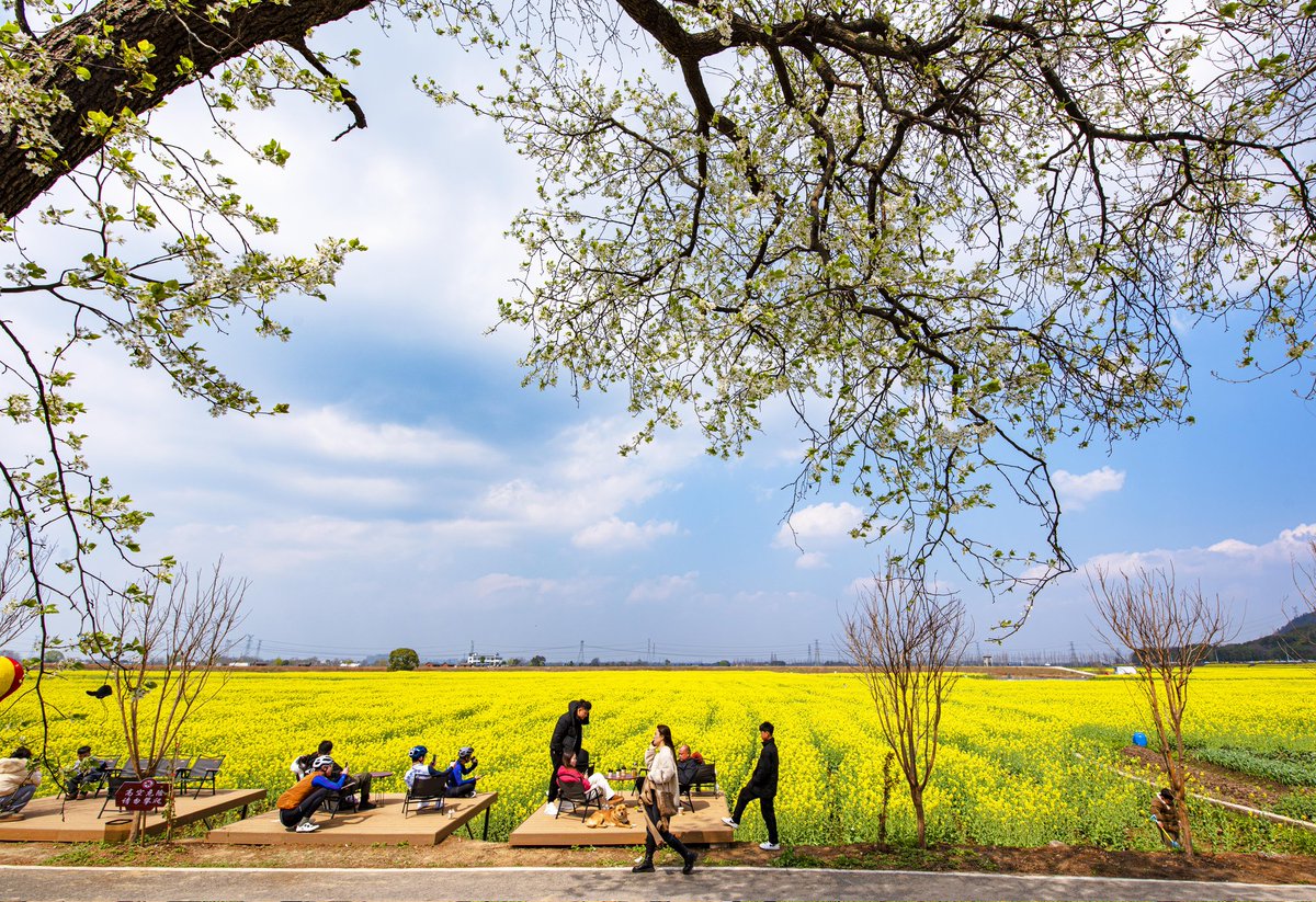 GuzhenC37467's tweet photo. 🌷🌼☘️What is this green and golden spectacle? Rapeseed flower fields! With gentle breezes, the golden flower sea resembles a flowing and breathtaking tapestry.
#SpringInAnhui #AnhuiTravel #GoodLifeinAnhui #MarvellousAnhu https://t.co/d8xsC3I6tF