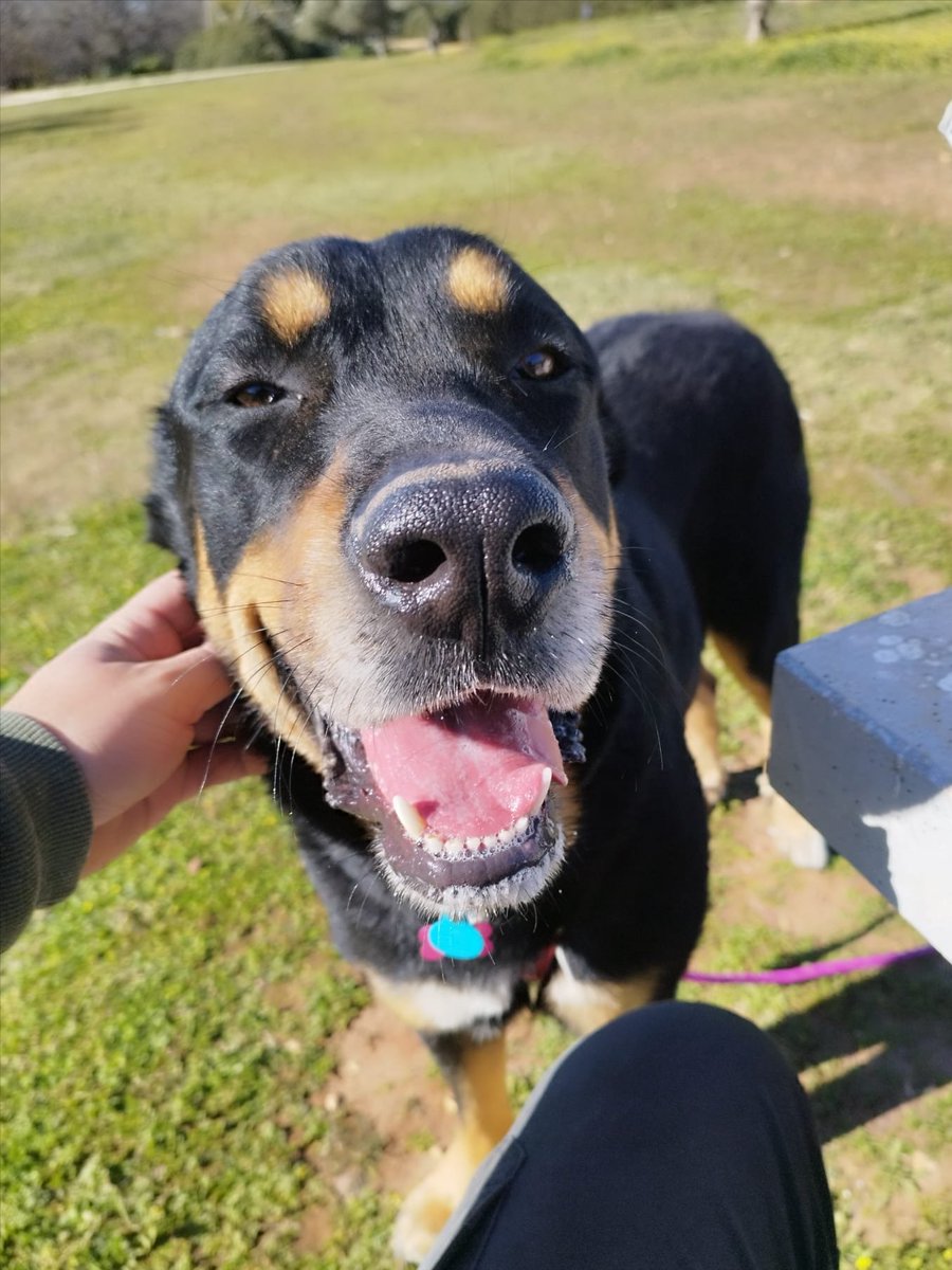 APOLO, un grandullón de 3 añitos y alma de cachorro. Muy bueno y cariñoso, le encanta jugar con personas y otros perretes ¿Adoptas?
Escribe a
contacto@megacan.org 
#perrosenadopcion