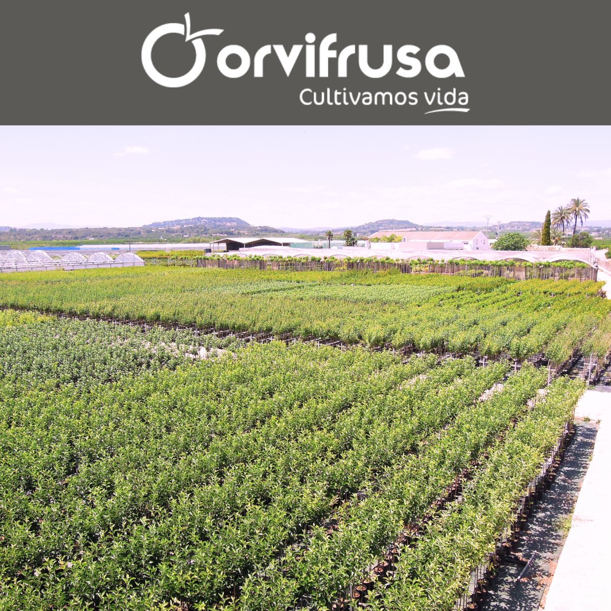 🔍 Un vistazo detrás de escenas en nuestras fincas productivas. Observa cómo cuidamos cada planta desde su inicio hasta que llega a tu hogar. #ViveroOrvifrusa

orvifrusa.com/la-empresa/