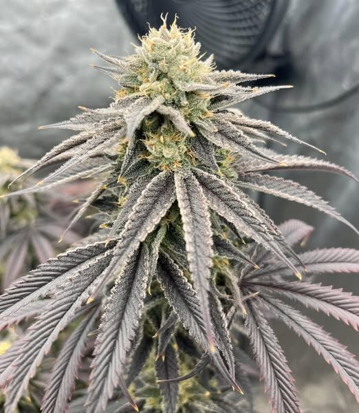medicgrow's tweet photo. Look at this frosty beauty grown by Chris under our Spectrum X! ❄️💎 The sugar coverage is insane! 🔥 What are your favorite results with Spectrum X? Share below! 👇
#MedicGrow #SpectrumX #Trichomes #FrostyNugs 🤩 https://t.co/nbMbHWZMIj
