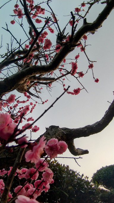 夕方散歩から帰宅。

黄砂や花粉の濃度が高いと聞いているせいか帰ってきてから妙に頭が重い😷

庭の紅梅は今が盛り 