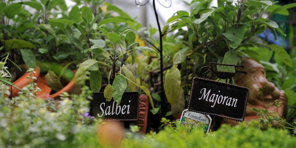 Berlin: Der Offene Garten im KuBiZ ist ein gemeinschaftlicher Ort, an dem Gemüsebeete, Obstbäume, Kräuter und viele weitere Pflanzen gedeihen. Wer mithelfen möchte ist herzlich eingeladen. berlin.de/special/sharin…