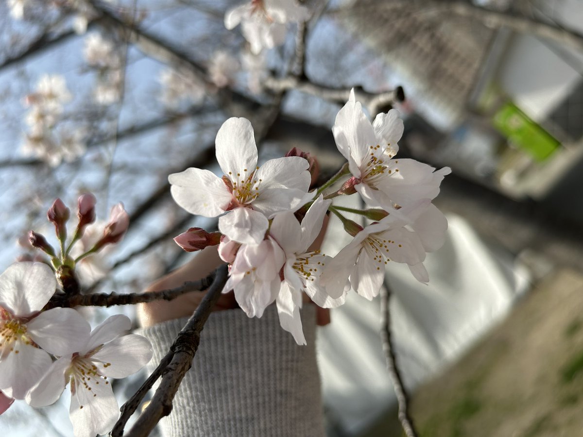 🌸
