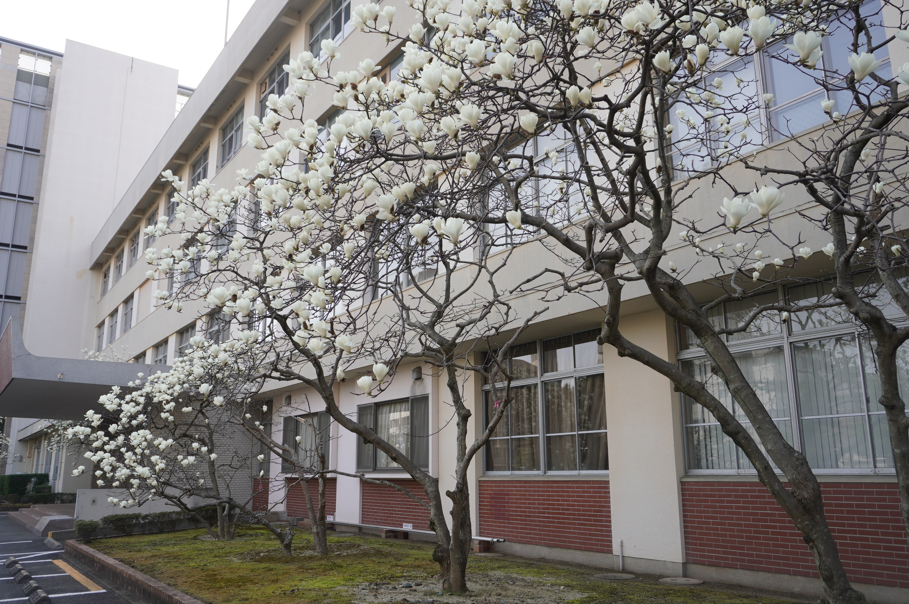 公式】中村学園大学・中村学園大学短期大学部 (@Nakamura_kouhou