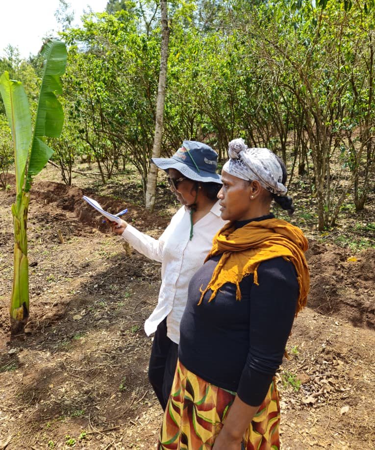 Our <a href="/UNDP/">UN Development</a> #Ethiopia team led by Dep. Res Rep
<a href="/CharuBist/">Charu Bist</a> is in Dale Woreda #Sidama to engage w officials and community on the #FOLUR project helping prevent forest loss, promote restoration, and integrate sustainability into coffee value chains &amp; the food system. 👇 <a href="/FoluRimpact/">Food Systems, Land Use and Restoration (FOLUR)</a>