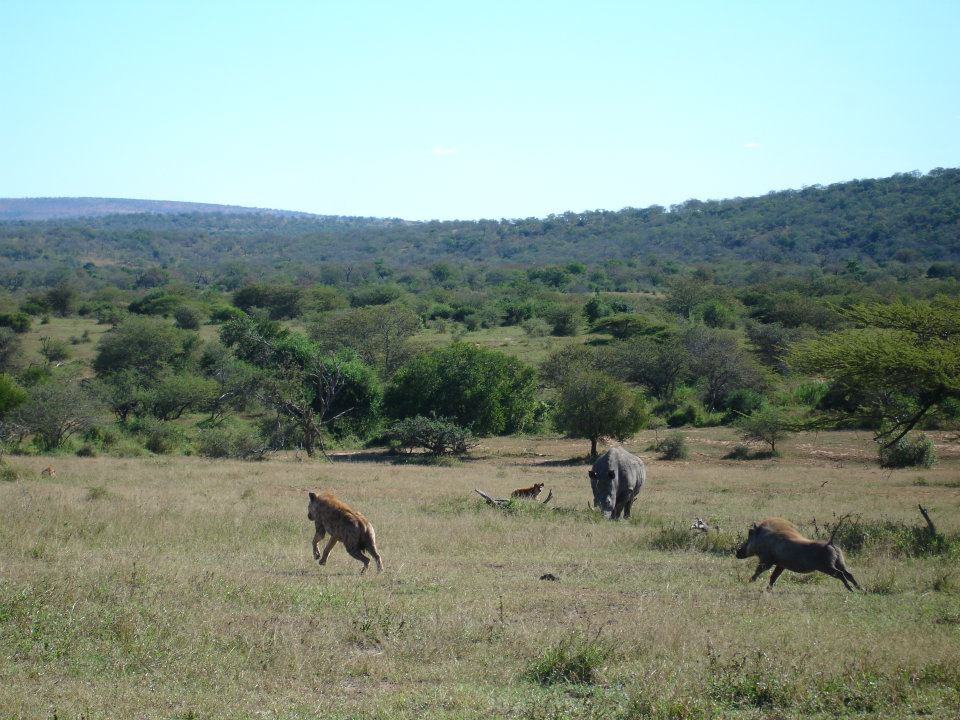 Ultimate Safari tweet media