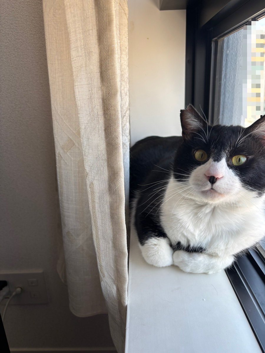 たにゃパパの休養からイブもまったりと 過ごしていましたが、 やはり