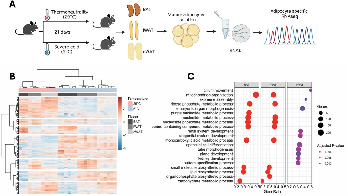 Molecular Metabolism (@molmetab) on Twitter photo Cold exposure reshapes the secretome of #BrownAdipocytes, spotlighting CXCL12 as a key #chemokine. CXCL12 boosts #thermogenesis and enhances communication with #macrophages and neurons revealing novel pathways for #metabolic adaptation.
👩🔬👨🔬<a href="/UCPH_health/">UCPH Healthscience</a>
🔗sciencedirect.com/science/articl… Cold exposure reshapes the secretome of #BrownAdipocytes, spotlighting CXCL12 as a key #chemokine. CXCL12 boosts #thermogenesis and enhances communication with #macrophages and neurons revealing novel pathways for #metabolic adaptation.
👩🔬👨🔬<a href="/UCPH_health/">UCPH Healthscience</a>
🔗sciencedirect.com/science/articl…