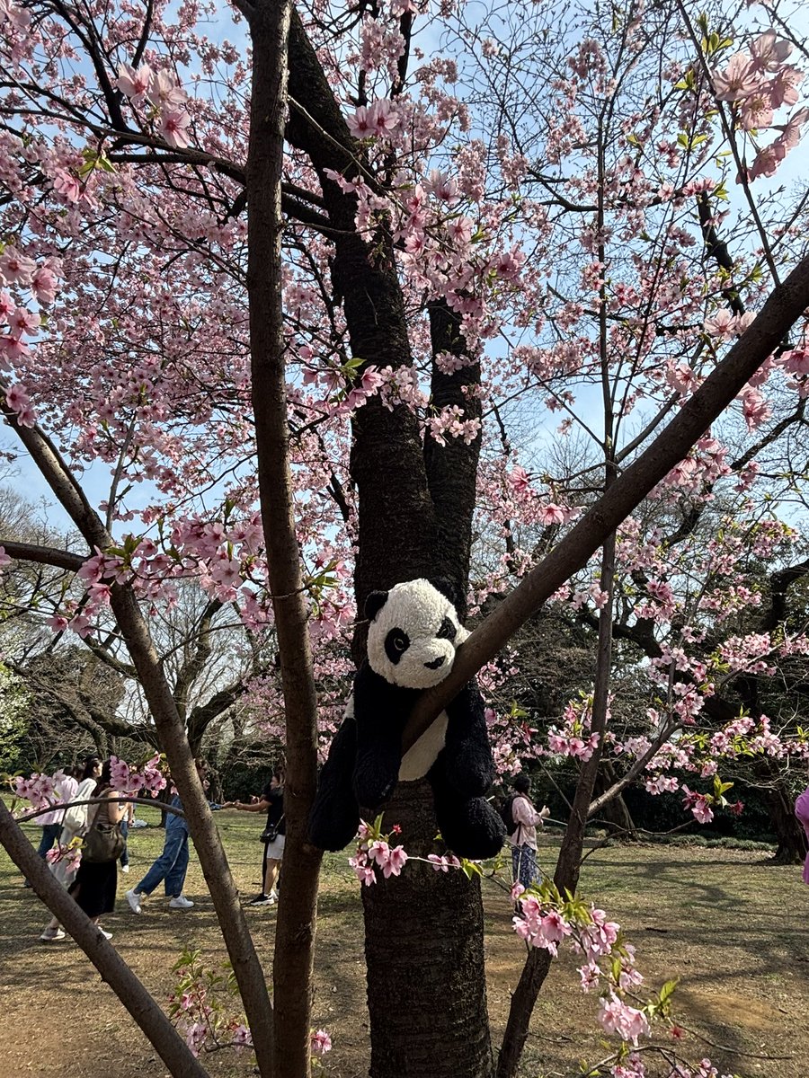 millie_fowler13's tweet photo. My boyfriend and I adopted Paul the panda from IKEA around 4 years ago now and today he has lived his best life in a cherry blossom tree in Tokyo @IKEAUK https://t.co/XearRULWlD