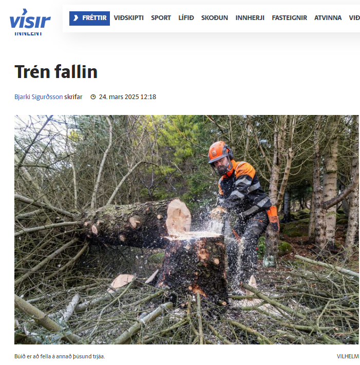 Það eru verðmæti í þessum föllnu trjám úr Öskjuhlíðinni. Ég vænti þess að Samgöngustofa og ISAVIA séu að spá í að kaupa borðvið úr trjábolunum til að nýta í flugstöðvarbyggingar og þvíumlíkt.