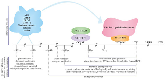 Applsci's tweet photo. 🔥 Read our Paper
📚 Plant Synthetic Promoters
🔗 https://t.co/qDWY3uK6Sy
👨🔬 by Piotr Szymczyk andMałgorzata Majewska.
🏫 Medical University of Lodz, Studies in English
#plantsyntheticpromoter #orthogonal #bidirectionalpromoters
@umedlodz https://t.co/QOmGq3HS5l