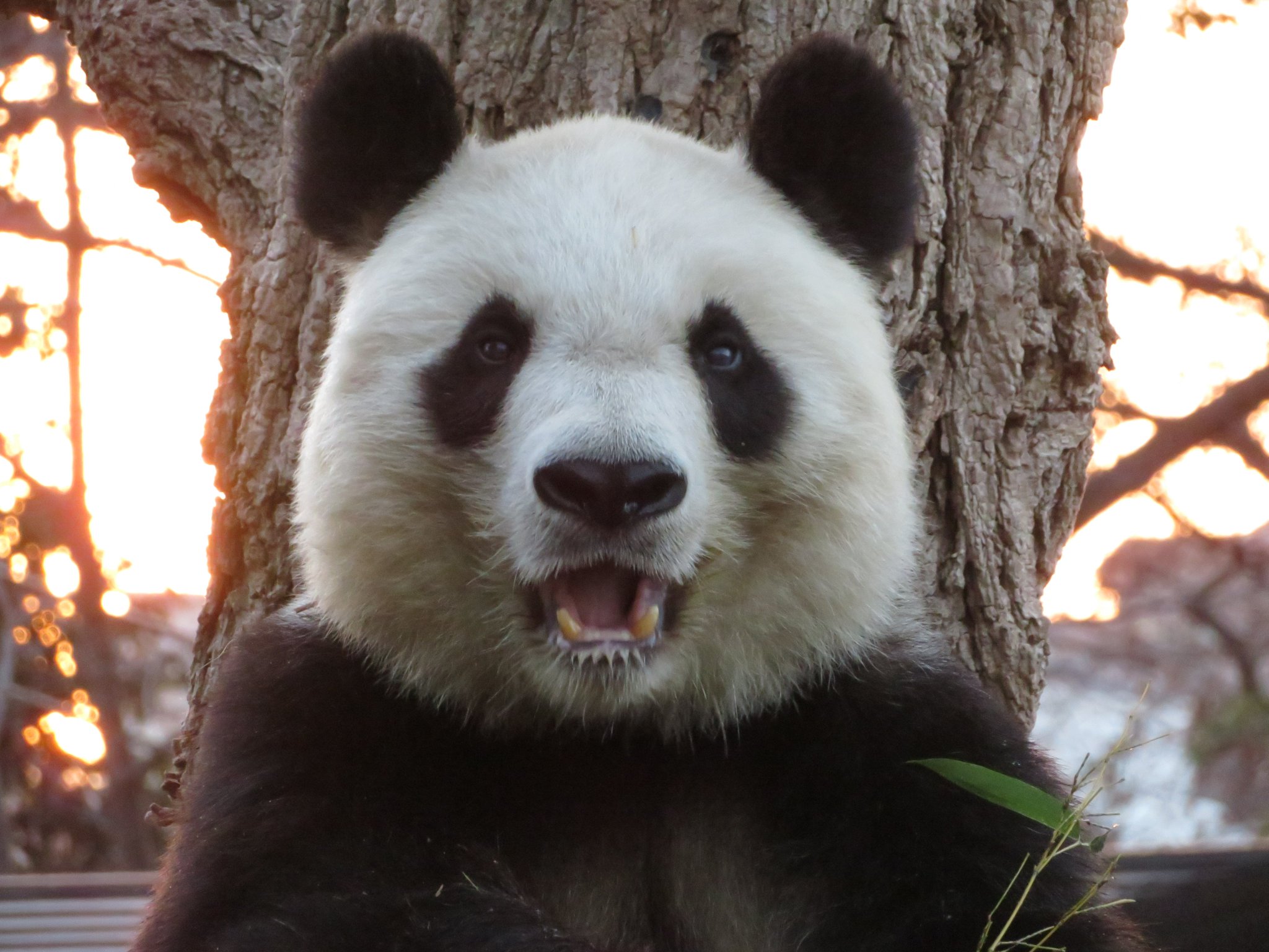 神戸市立王子動物園(公式) on X: 神戸市立王子動物園(公式) on X: