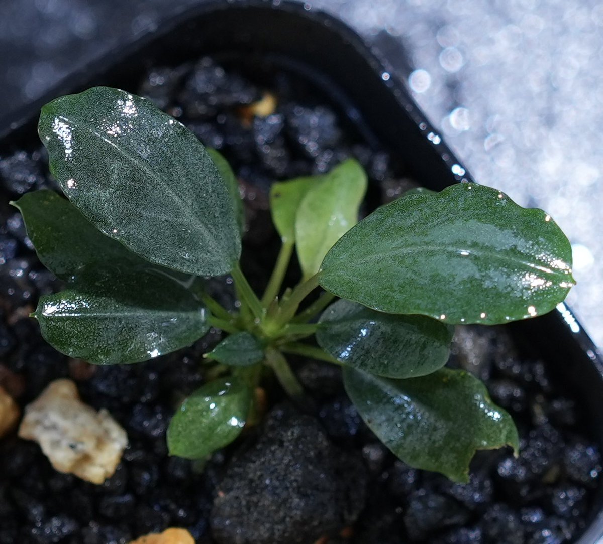 去年購入してからギラギラの表現が際立ってきました✨ なんだか銀