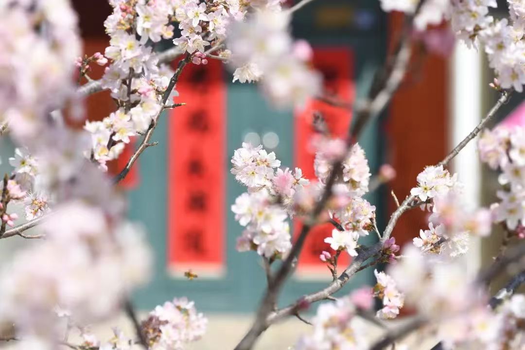 QingdaoWCNA's tweet photo. 🌸⛰️Cherry blossoms bloom in #Qingdao West Coast New Area and paint a picturesque scene where rural cottages mingle with a sea of flowers.
#SpringInQingdaoWCNA #QingdaoWCNA #WCNA #GreenChina #NatureLover #NatureWonder #SpringPoetryInNature #SpringSymphony @GreenCN2030 https://t.co/8pmciCbEYA