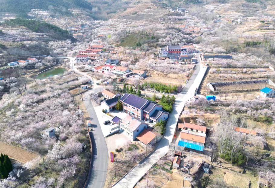 QingdaoWCNA's tweet photo. 🌸⛰️Cherry blossoms bloom in #Qingdao West Coast New Area and paint a picturesque scene where rural cottages mingle with a sea of flowers.
#SpringInQingdaoWCNA #QingdaoWCNA #WCNA #GreenChina #NatureLover #NatureWonder #SpringPoetryInNature #SpringSymphony @GreenCN2030 https://t.co/8pmciCbEYA