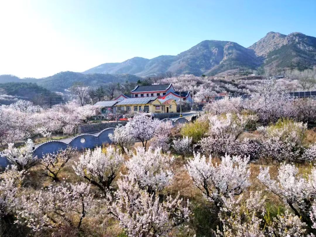 QingdaoWCNA's tweet photo. 🌸⛰️Cherry blossoms bloom in #Qingdao West Coast New Area and paint a picturesque scene where rural cottages mingle with a sea of flowers.
#SpringInQingdaoWCNA #QingdaoWCNA #WCNA #GreenChina #NatureLover #NatureWonder #SpringPoetryInNature #SpringSymphony @GreenCN2030 https://t.co/8pmciCbEYA