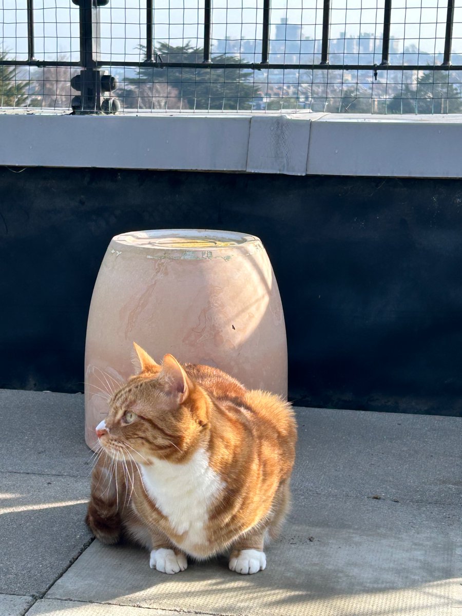 LetsWindsor's tweet photo. #LetsWindsor #Cats #CatsofWindsor #WindsorCastle #MerlinArthur @MerlinArthurCat Lets Windsor Visit Stay https://t.co/0QwhXwIzyQ https://t.co/kUqJxDOmtr