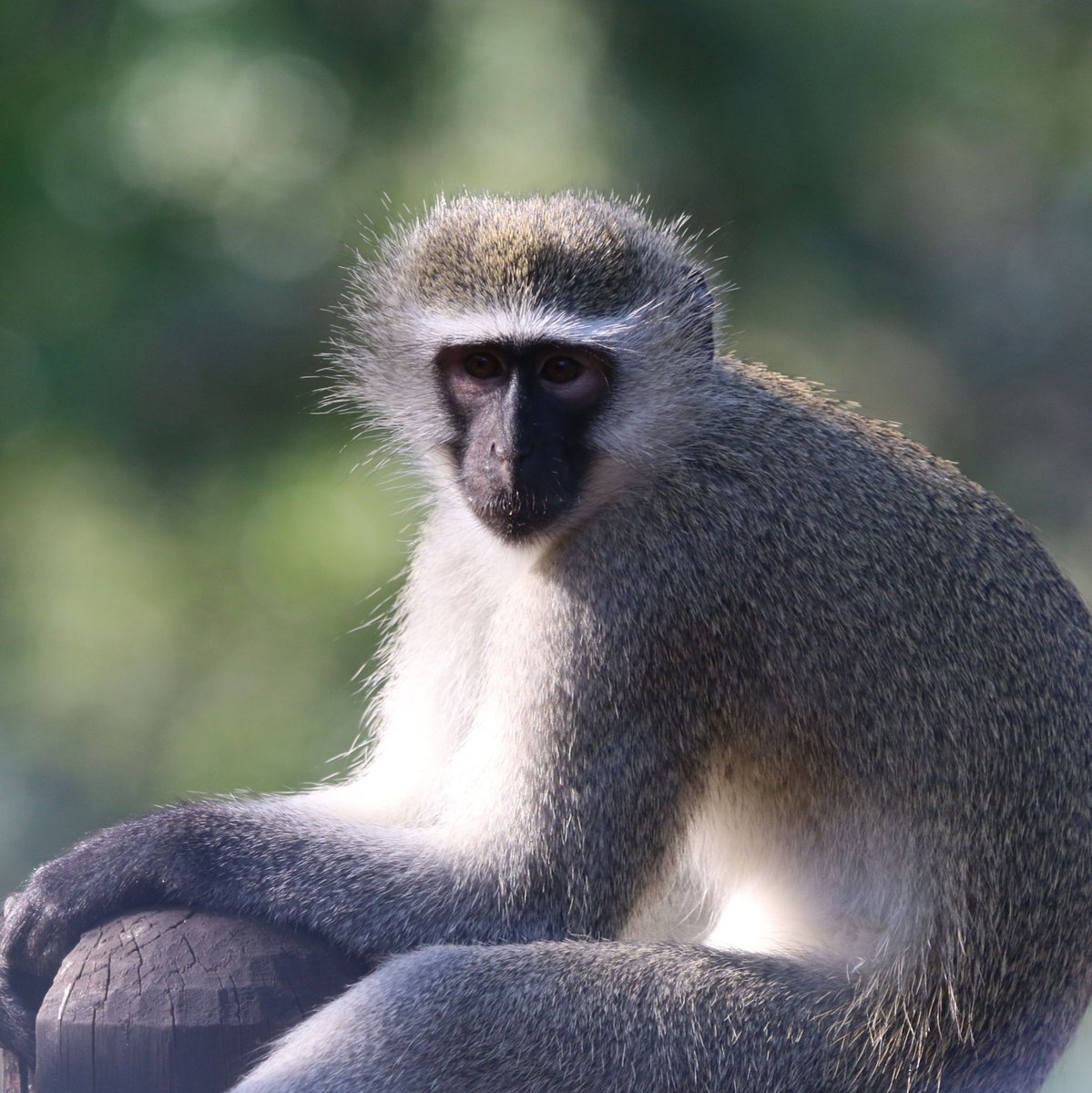"When you capture an animal’s soul in a photograph, you’ve given nature a voice."