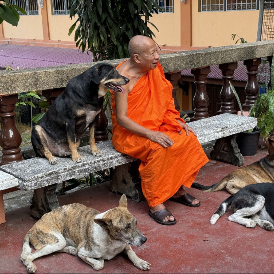 UCLanVets (@uclanvets) on Twitter photo Our Dean, Dr. Heather Bacon, was invited to the opening of the International Training Centre in Thailand! 🇹🇭✨
Led by the <a href="/WVScharity/">Worldwide Veterinary Service</a> this new facility will advance vet care, enhance student experiences, improve animal welfare, & support rabies control. 🐾🩺 Our Dean, Dr. Heather Bacon, was invited to the opening of the International Training Centre in Thailand! 🇹🇭✨
Led by the <a href="/WVScharity/">Worldwide Veterinary Service</a> this new facility will advance vet care, enhance student experiences, improve animal welfare, & support rabies control. 🐾🩺