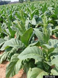 CedMunezero's tweet image. Tobacco plant (Nicotiana tabacum) naturally repels snakes! Its strong odor, especially from crushed leaves, disrupts snake sensory receptors, making them avoid the area. A natural, eco-friendly way to keep snakes away from your farm! #SustainableFarming #NaturalPestControl