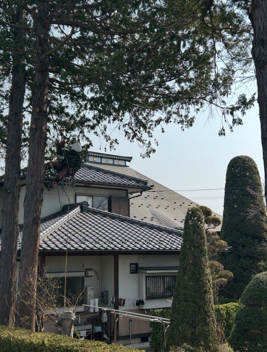 koyamarinsan's tweet photo. 西方寺様で剪定完了！
暖かい1日でしたね〜

#西方寺 #寺 #佐久市 #杉 #くるみ 
#林業 #forestry #剪定 #特殊剪定 
#伐採 #特殊伐採 #空師 #Arborist
#ropework #treeclimber 
#treeservices #treeremovals 
#stihl #husqvarna 
#スチール #ハスクバーナ 
#小山林産 https://t.co/MWnBds11MT
