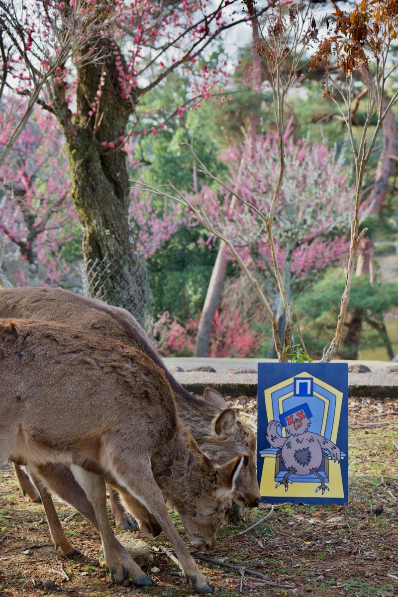 Even the deer bend their knees to Steven, the new God of privacy