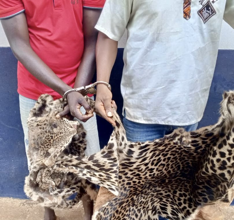 Republic of Congo -  2 traffickers arrested with 2 leopard skins.

Good work of  Crepin and the rest of the PALF team with the authorities.