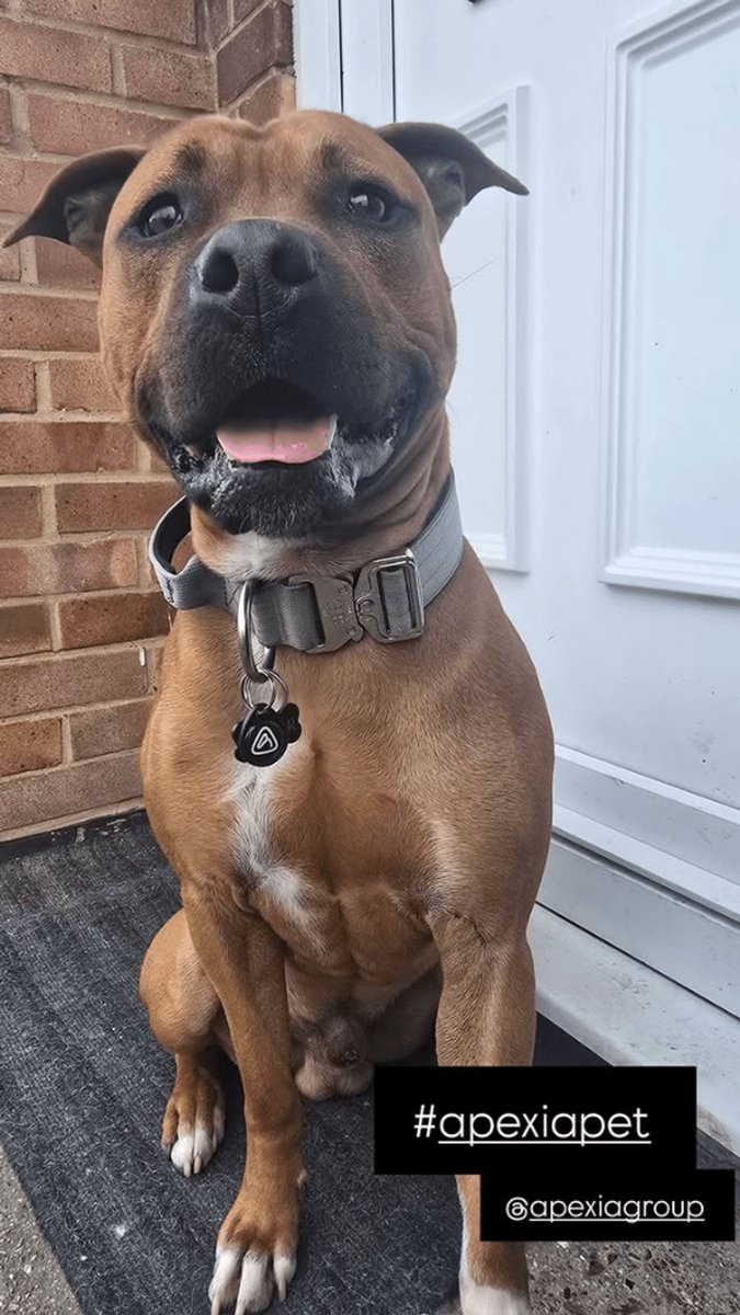 ApexiaGroup's tweet photo. Look at this beauty! 😍
A huge thank you for sending in this lovely photo. You're rocking that Apexia tag like a star! 🌟

#PetTag #FurryFriend #ApexiaPet https://t.co/F34u8B1a7W