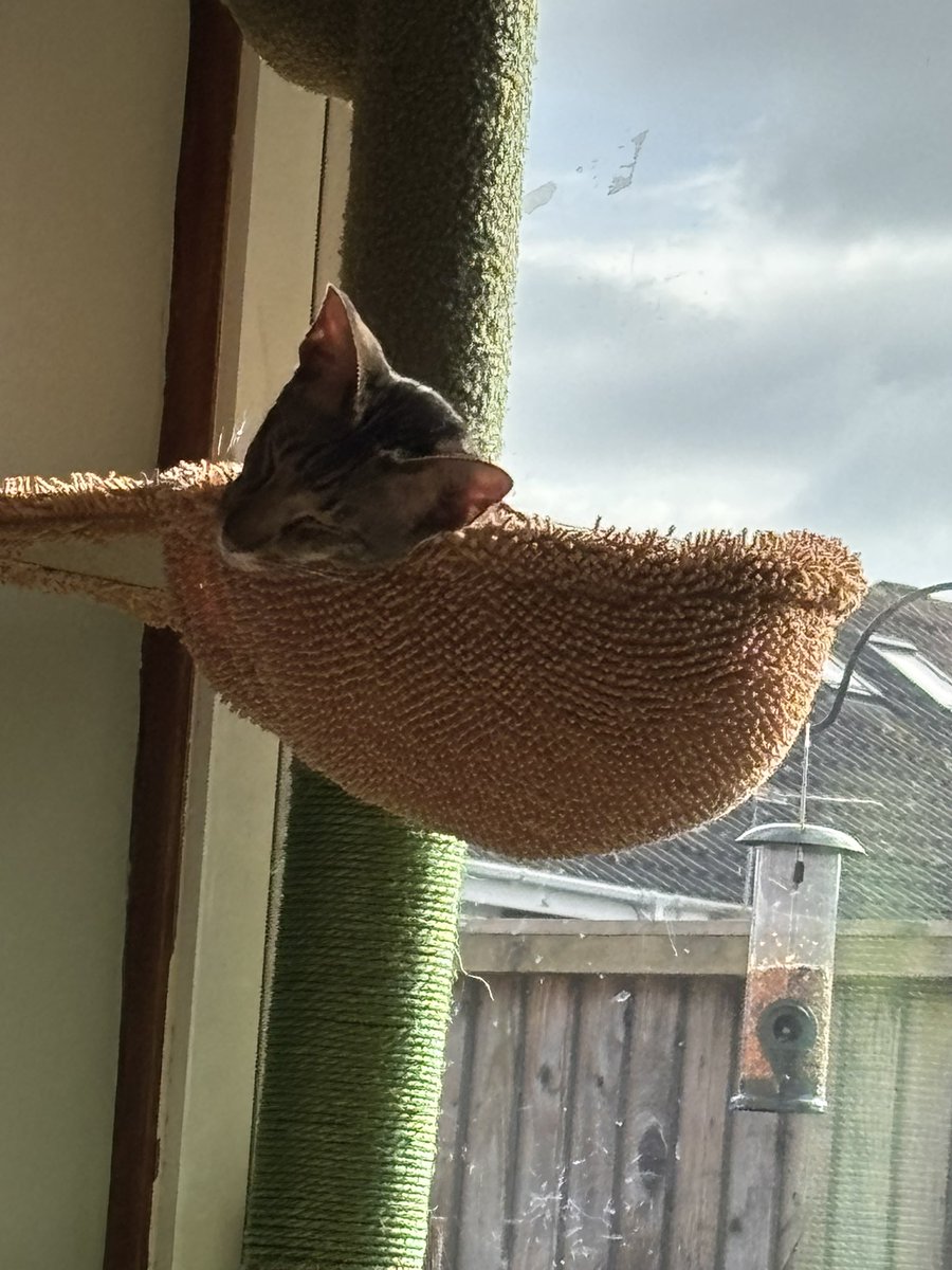 Ahsoka_Butters's tweet image. Such an adorable little guy! 😍🐈🥰 #butterstheorientalshorthair #orientalshorthair #cutie #snugglebug