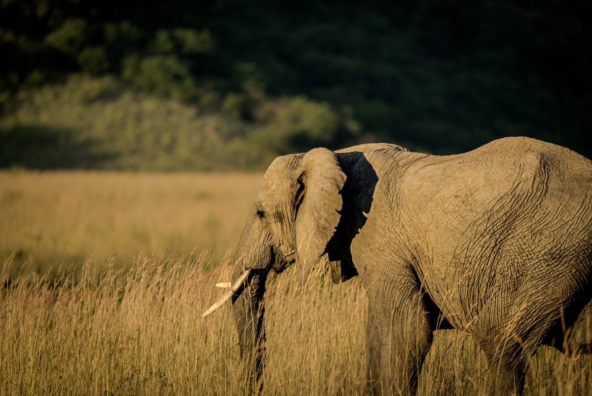 dradinovic's tweet photo. Golden hour with a gentle giant—Africa’s majestic ambassador taking an morning stroll through its kingdom. This is the wild at its most magnificent. Let’s protect moments like these for generations to come.
.
.
.
#ElephantLove #WildlifePhotography https://t.co/HsHPmpU2TW