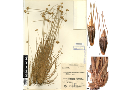 Phytotaxa's tweet photo. Rhynchospora shepherdii (#Cyperaceae), a #newspecies of R. section Pauciflorae, and the first evidence of amphi-basicarpy in the genus
https://t.co/IQUjnUhS86
#Taxonomy https://t.co/N5LQaLXKiA