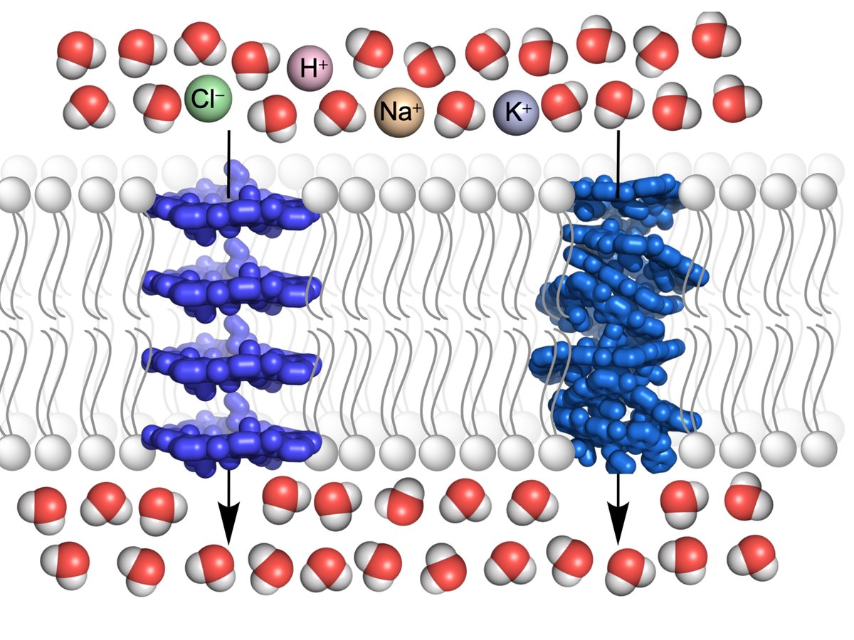 Charlie McTernan (@charliemcternan) on Twitter photo Delighted to see our first collaboration with <a href="/kilbinger_group/">Andreas Kilbinger</a> on foldamer water channels with high salt exclusion online at <a href="/angew_chem/">Angewandte Chemie</a> tinyurl.com/ez352x99 Delighted to see our first collaboration with <a href="/kilbinger_group/">Andreas Kilbinger</a> on foldamer water channels with high salt exclusion online at <a href="/angew_chem/">Angewandte Chemie</a> tinyurl.com/ez352x99