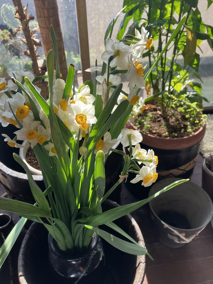 sui_ho69's tweet photo. ここ暫くカメラのフォルダが🌸ばかり https://t.co/38Np1WBig3