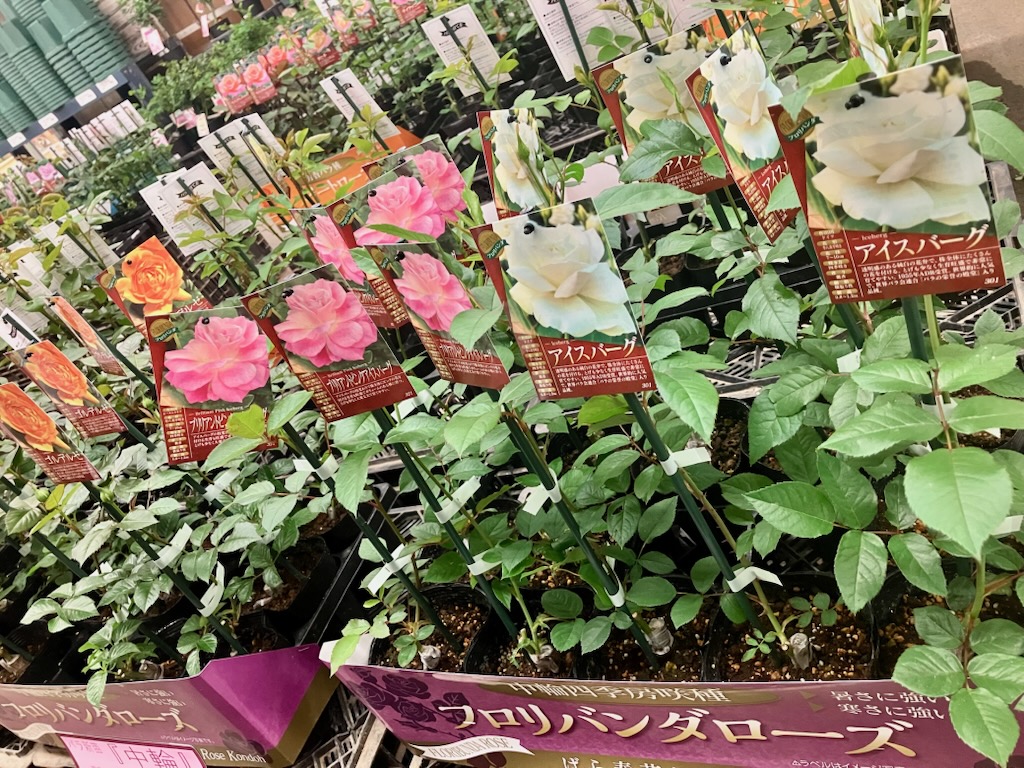 ガーデンセンター瑞穂店】 もう気づくと春ですね!! #バラ新苗 の ガーデンセンター瑞穂店】 もう気づくと春ですね!! #バラ新苗 の