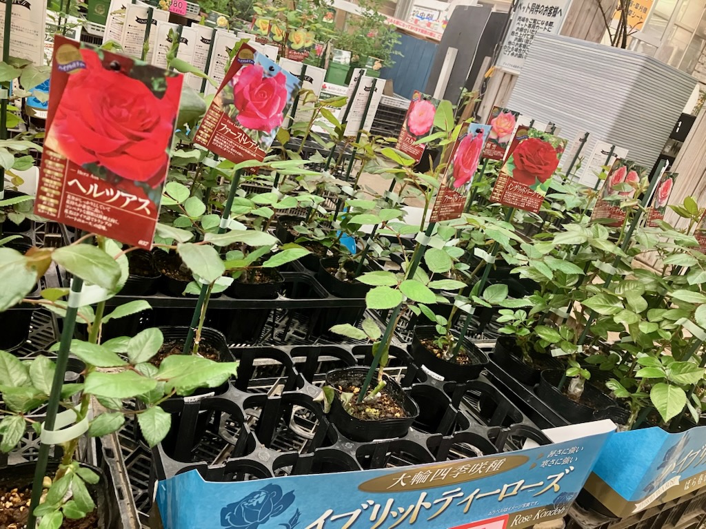 ガーデンセンター瑞穂店】 もう気づくと春ですね！！ ＃バラ新苗 の