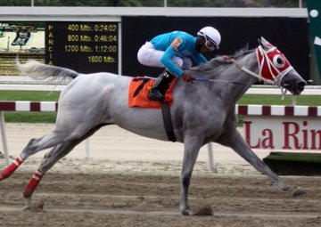 blindadosalas1's tweet photo. #Hipismo El 25/03/2011 nació PRINCESA SOFÍA 🇻🇪 la mejor hija del campeón y #CuádrupleCoronado TACONEO: Ganó el #PropietariosLR #Unicría #HípicaNacional #Lavandera y #ArmadaNacional Emuló a su padre como Campeona Madura y Caballo del Año (2017) Es yegua madre en @HarasLosSamanes https://t.co/TM2Ij2TM9I
