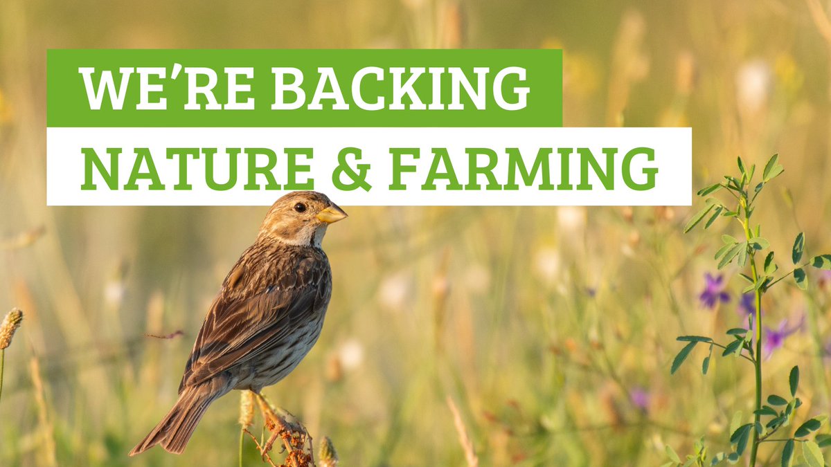 Wildlife and Countryside Link (@wcl_news) on Twitter photo We’re proud to join nature & farming groups calling for Government to increase the nature-friendly farming budget🧑🌾
Cuts could scupper the vital work of farmers trying to restore soils, boost nature & grow healthy food🌱🌽
Read more via <a href="/StephSpyro/">Steph Spyro</a> 👇
express.co.uk/news/politics/… We’re proud to join nature & farming groups calling for Government to increase the nature-friendly farming budget🧑🌾
Cuts could scupper the vital work of farmers trying to restore soils, boost nature & grow healthy food🌱🌽
Read more via <a href="/StephSpyro/">Steph Spyro</a> 👇
express.co.uk/news/politics/…