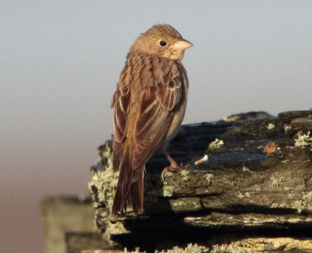 BBRC review of records of female and first-year Black-headed Buntings in Britain; It sets out the rationale and context for the review, describes the review process itself and summarises its conclusions.

britishbirds.co.uk/journal/articl…

📸 Robbie Brookes
🥇Subscriber Content