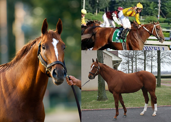 blindadosalas1's tweet image. #Hipismo El 25/03/2004 nació CURLIN 🇺🇲 Campeón 3 y 4 años, 2 veces Caballo del Año. #Preakness #BCClassic #DubaiWorldCup #JockeyClubGC (X2) Líder Semental, Padre de 22 ganadores de Gr1: KEEN ICE, EXAGGERATOR, GOOD MAGIC, STELLAR WIND, VINO ROSSO, JOURNALISM, MALATHAAT, NEST, etc.